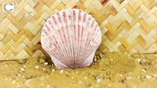 The Castaway Silver Shell Coin