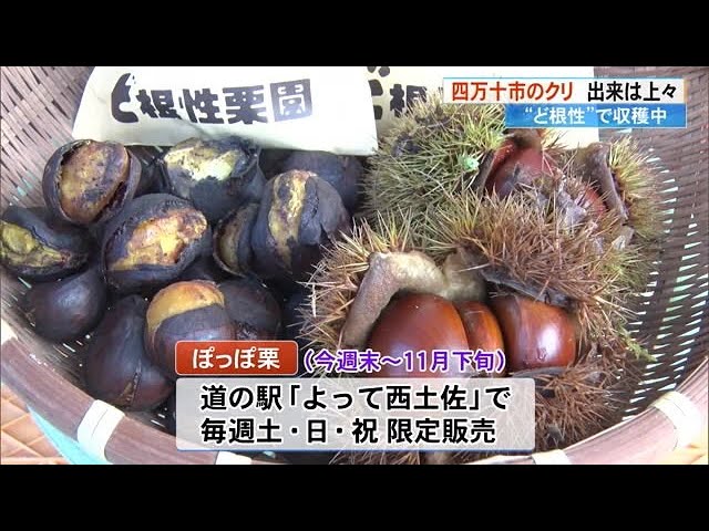 専用の圧力釜で焼く“ぽっぽ栗”を堪能《四万十市の「ど根性栗園」》収穫