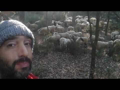 Vídeo: Separarà les ovelles de les cabres?