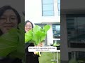 The hydroponic leafy greens have matured.
