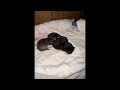 Rescue Mama with her 2 day old kittens!
