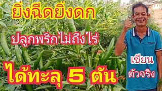 ปลูกพริกใช้น้ำหมักทำเอง พริก8เดือนยิ่งฉีดยิ่งดก ปลูกไม่ถึงไร่ได้ทะลู 5ตัน