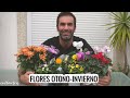 Las mejores FLORES PARA INVIERNO: cuáles elegir y cómo cuidarlas || en20metros