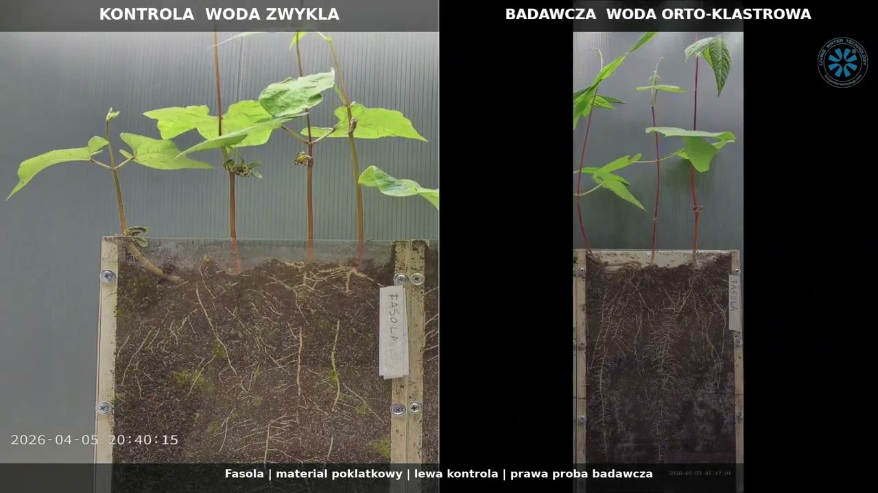 Fasola w badaniu SGGW — szybszy wzrost i głębsze korzenie