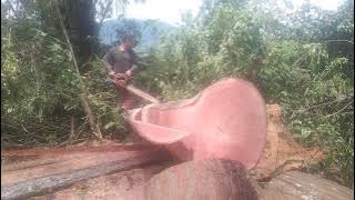 splitting mahogany with a small chainsaw