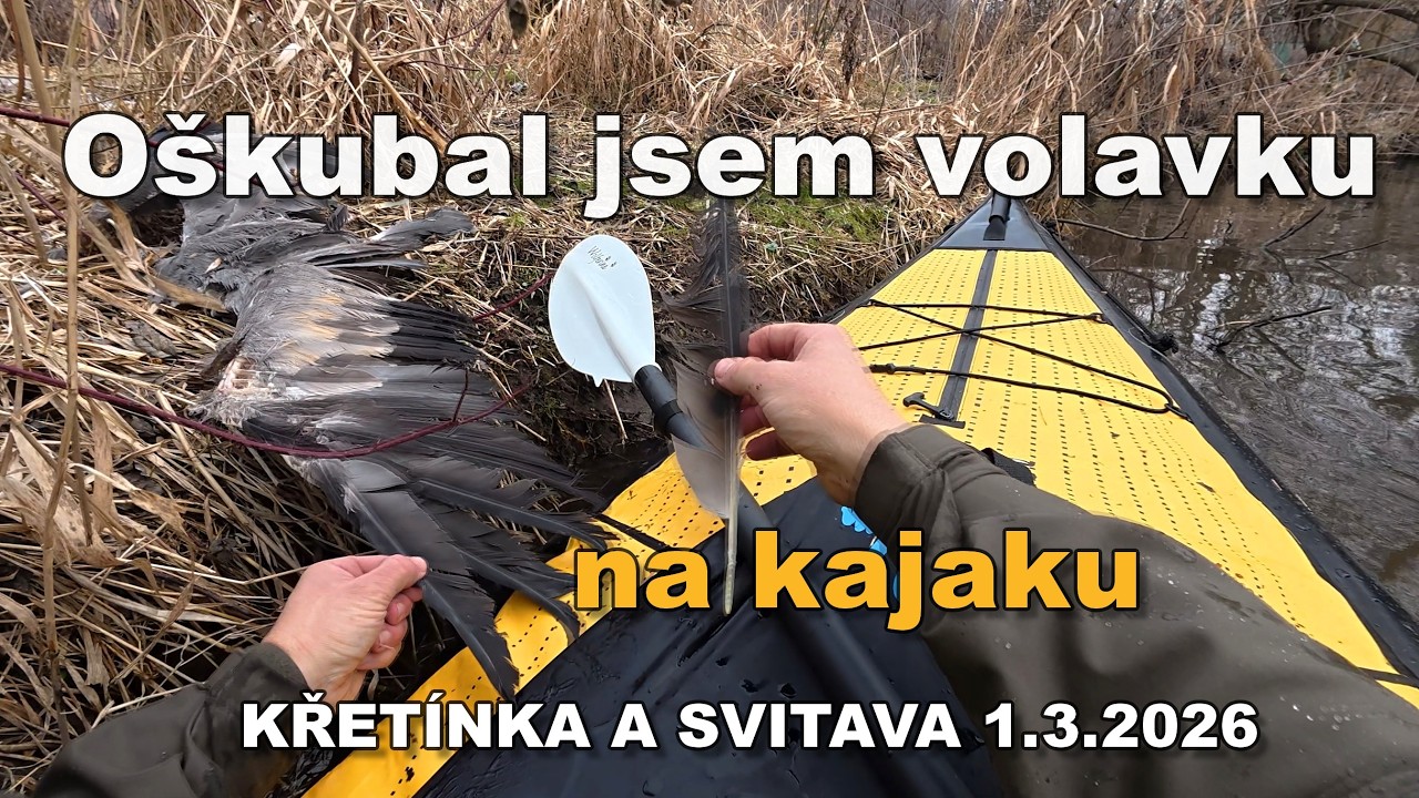 Oškubal jsem volavku na kajaku Swing I odpolední Křetínka a Svitava do Skalice nad Svitavou