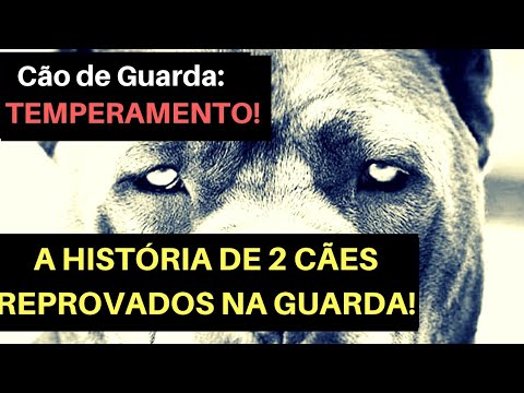 Vídeo: Temperamentos Em Cães