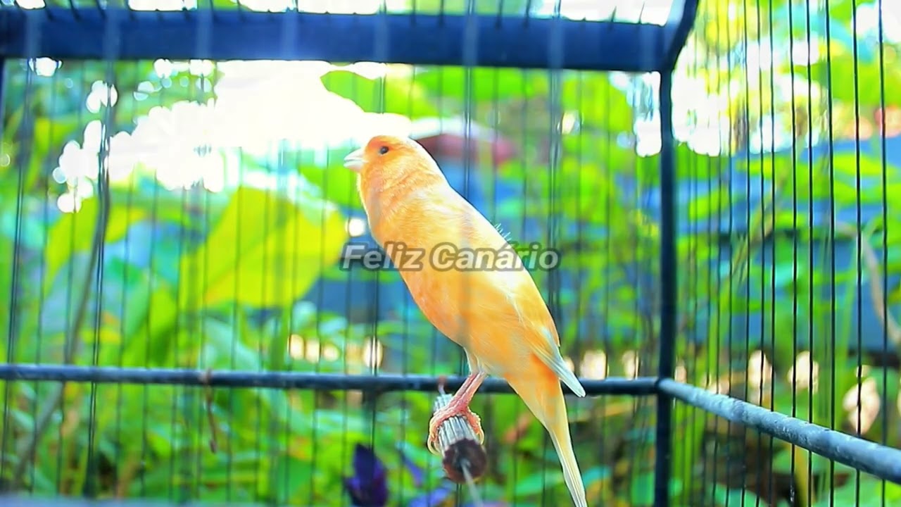 Eu Canto Muito Forte  Canário Belga Feliz Dançando Salsa para Acasalamento 2026 – Feliz Canario 18