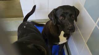 acs A667286