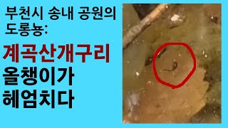 부천시 송내 공원의 도롱뇽 2: 계곡산개구리 올챙이가 헤엄치다