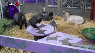 Cute Baby Goats - A Cute And Funny Baby Goats Compilation || NEW HD