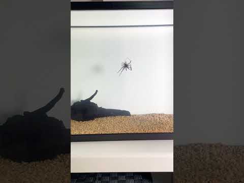 【よしこ】コイケミニのモリケンリグ(バス釣り)