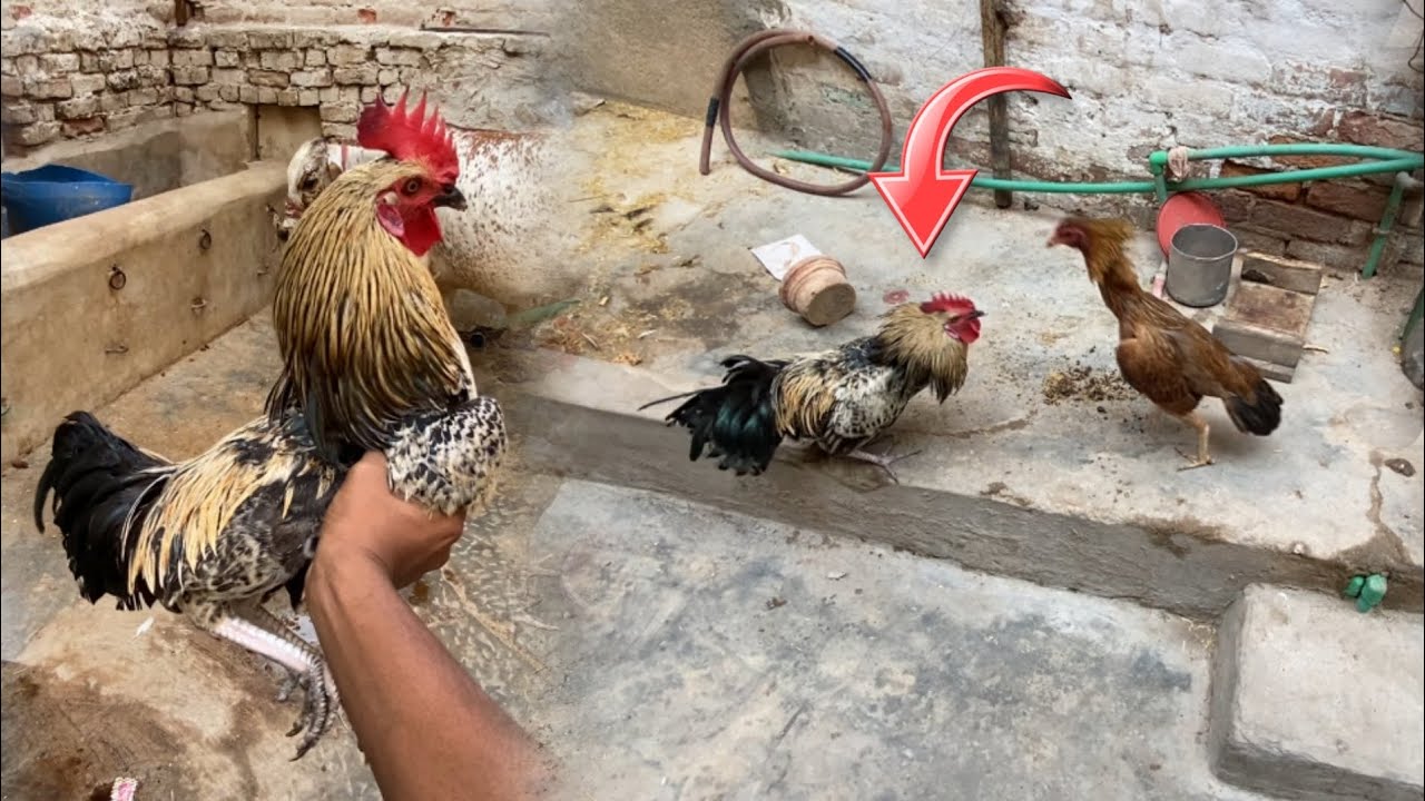 Daku Pagal ho Gaya 😱 hamari new murgi Ko dekhkar 😳