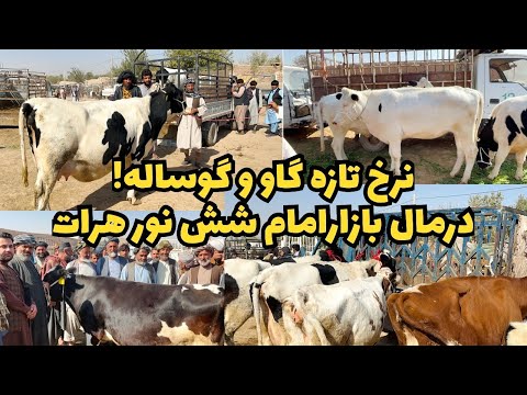 نرخ گاو و گوساله در مال بازار امام شش نور قیمت های تازه امرو