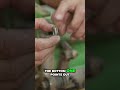 The correct way to rebuild a QA5 quick adjust. #johndeere #reelmower