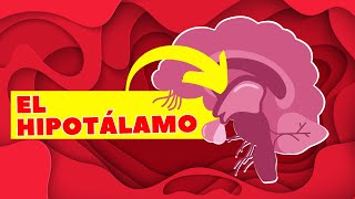 El Hipotálamo Sistema Limbico Qué Es Y Sus Funciones Neurociencia