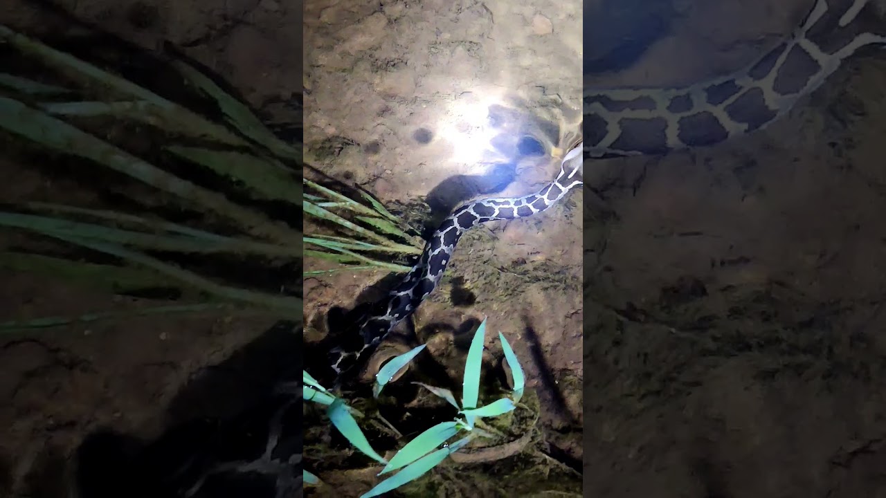 python found in flowing Rain water