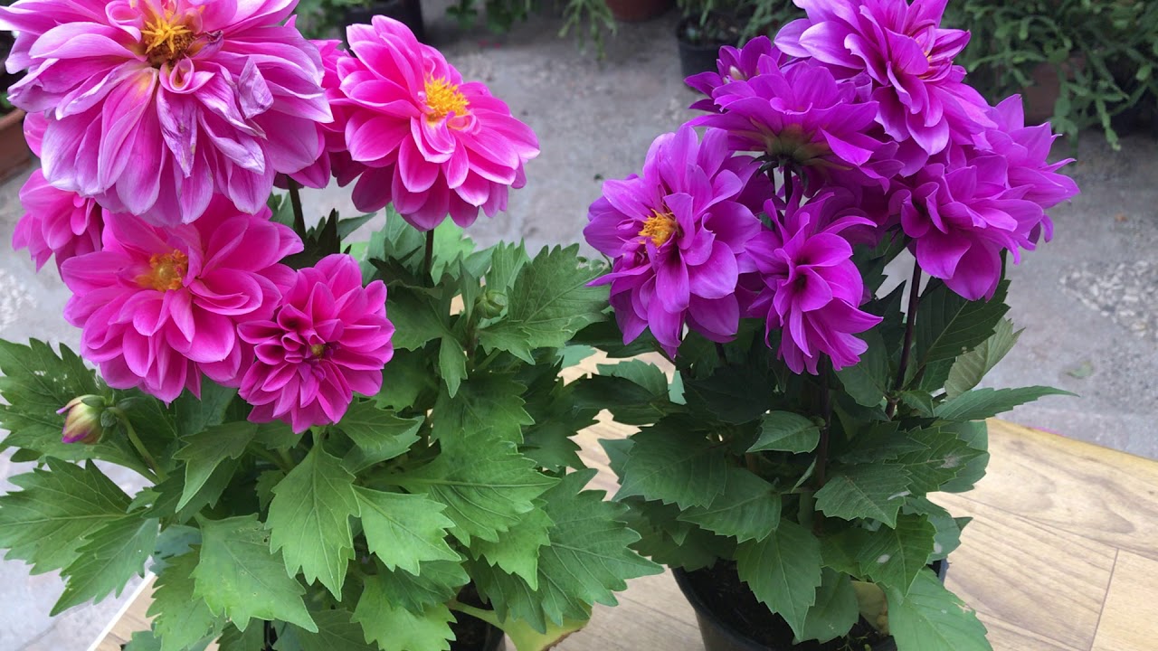 YILDIZ (DAHLİA) ÇİÇEĞİ, ŞAHANE!