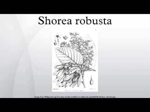 Shorea robusta