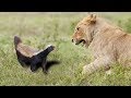 Too Confident With His Power. Honey Badger Must Take A Tragic Outcome When Confronting Lions