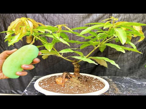 Mango tree grafting and bonsai... 