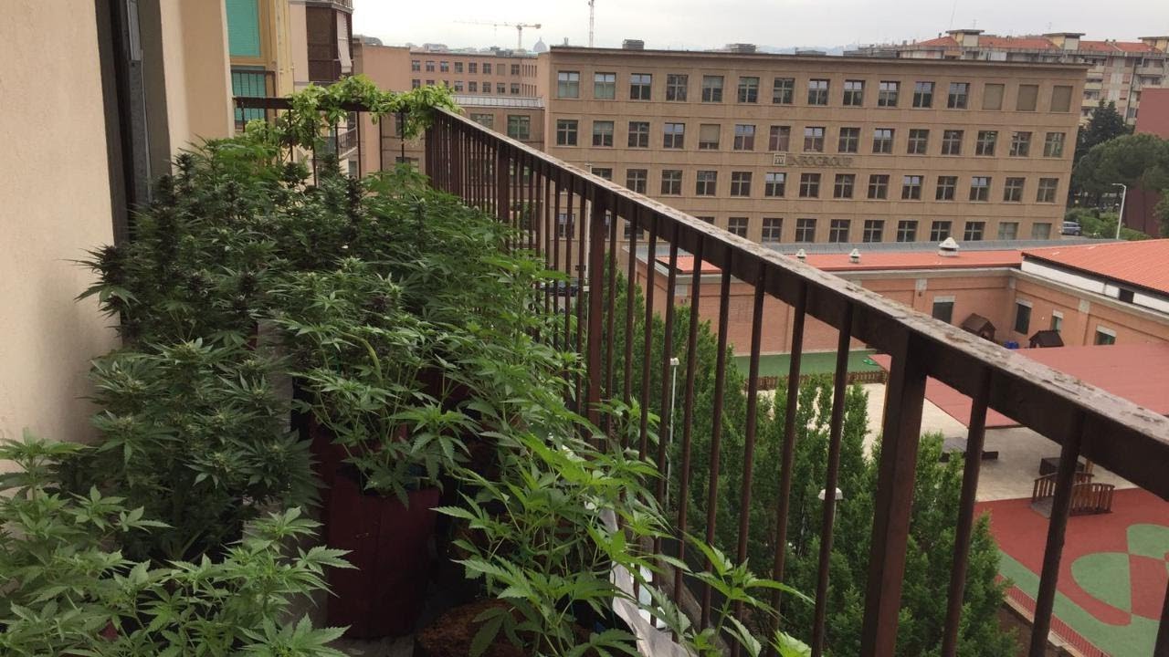 Maxi serra di marijuana sul balcone di un appartamento a Novoli: il blitz della Guardia di Finanza