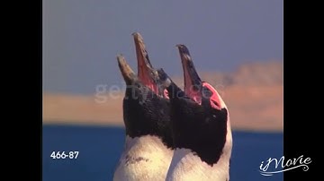 Penguins at Getty Images Footage from Baby Noah