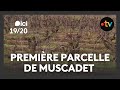 Ref:TrBATAEy8JY D�couverte de la premi�re parcelle de muscadet � ch�teau-th�baud