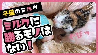 「ふぁ～ぃ」子猫 全て委ねてくれるポーズ この寝顔に勝てる存在はない【保護猫生活5日目】 by 【子猫のミルボラ】ねこであ ★nekodea 12,105 views 2 weeks ago 11 minutes, 59 seconds