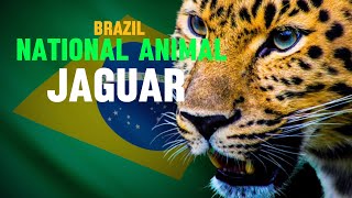 What is the national animal of Brazil? Brazil National Animal Jaguar