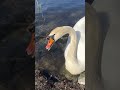 Handfeeding Swan Daddy whith " rice bread" Norway