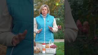 Подзимний посев: что и когда сажать? #антоновсад #посадкарастений #посевсемян