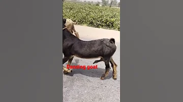 Dancing Goat Farming Goat Bakri 