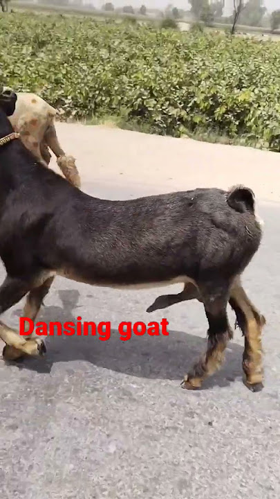 dancing goat #farming #goat #bakri