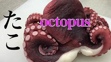 誰でもできるタコ