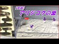 蟻戦争Ⅲ#179 【前編】10000匹の蟻が「アリジゴク」の大量に潜む砂地に侵入したら! 編~10000 ants vs Antlions~