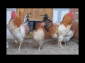 Полтавские глинистые куры