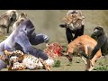 Hero Baboon risked his life to rescue Impala from the mad Leopard- Leopard Vs Baboon Vs Impala