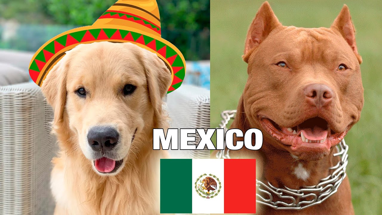 Top Razas Perros Populares Mexico 🇲🇽 - YouTube