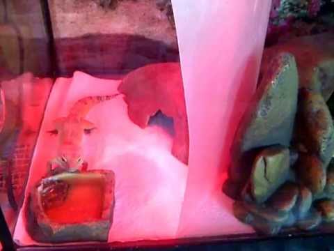eggs florentine Basking Light Explodes in my Gecko tank!