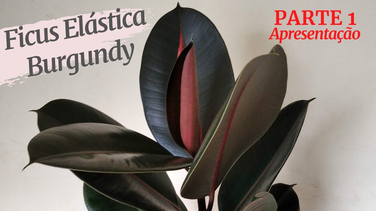 Ficus Elástica Burgundy - Parte 1 - Apresentação!
