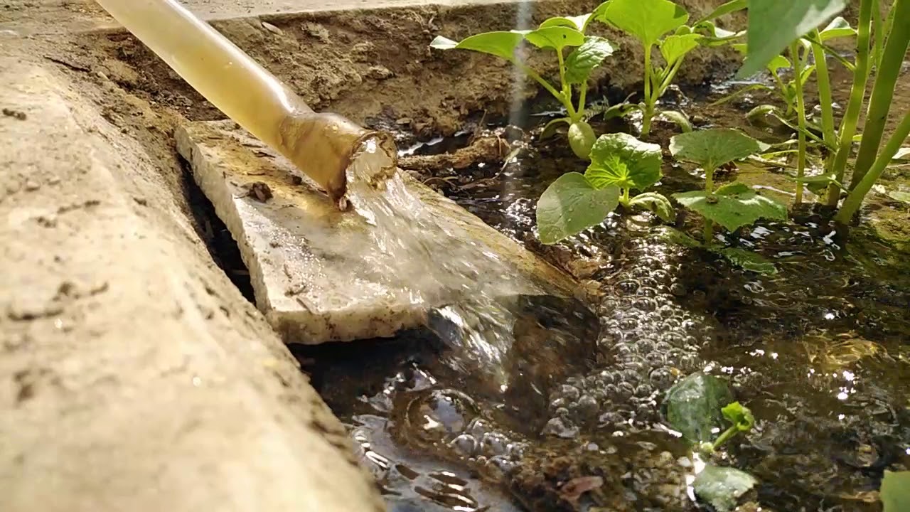 Watering tomato plants || Kitchen gardening || love plants - YouTube