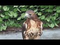 レッドテールホーク　（アニ）
