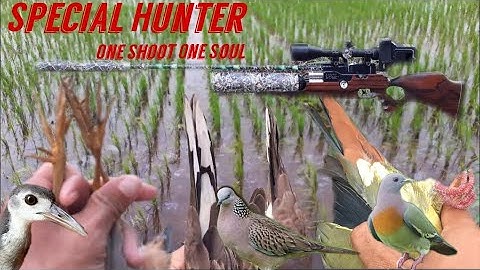 Berburu Burung|| Tekukur, Ruak Ruak, dan Punai