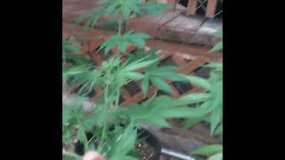 7 plants from the New420guyseeds .