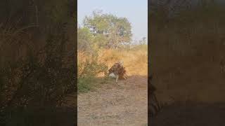 Wild Dog Pulls Impala Out Of Carport