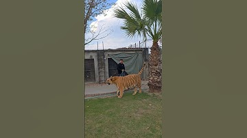 Big Bengal Tiger Wants to Enjoy at Outside of the Cage | Nouman Hassan