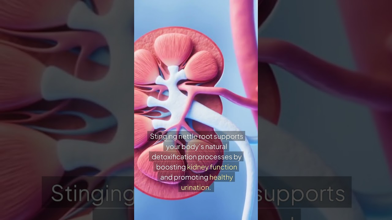 Stinging Nettle Root and Detoxification: How It Supports Your Body