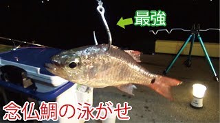念仏鯛の泳がせ釣りに巨大な怪物が喰ってきた(429話目)