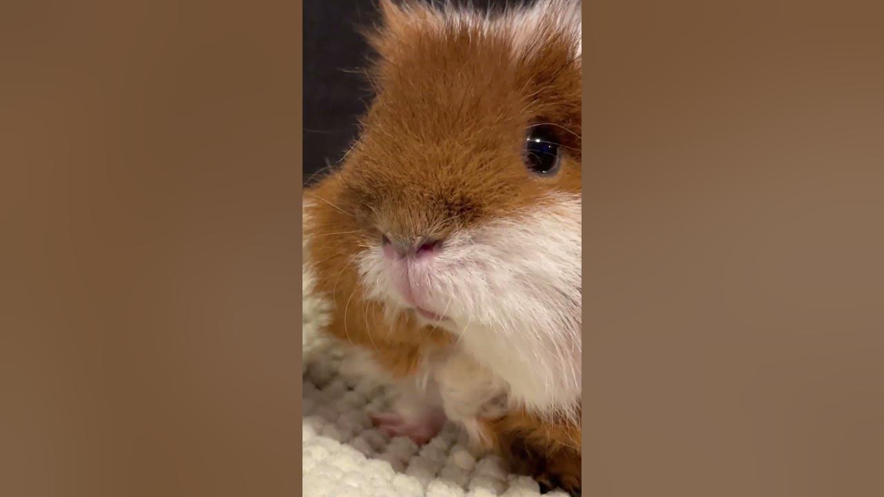 Guinea Pigs Behaviour Biting YouTube